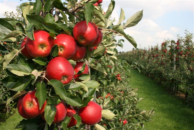 Fruitbedrijf De Hoenderik Tricht