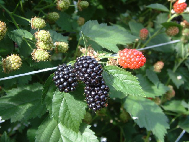 Fruitbedrijf De Hoenderik Tricht